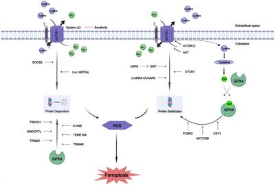 Ferroptosis in liver cancer: a key role of post-translational modifications